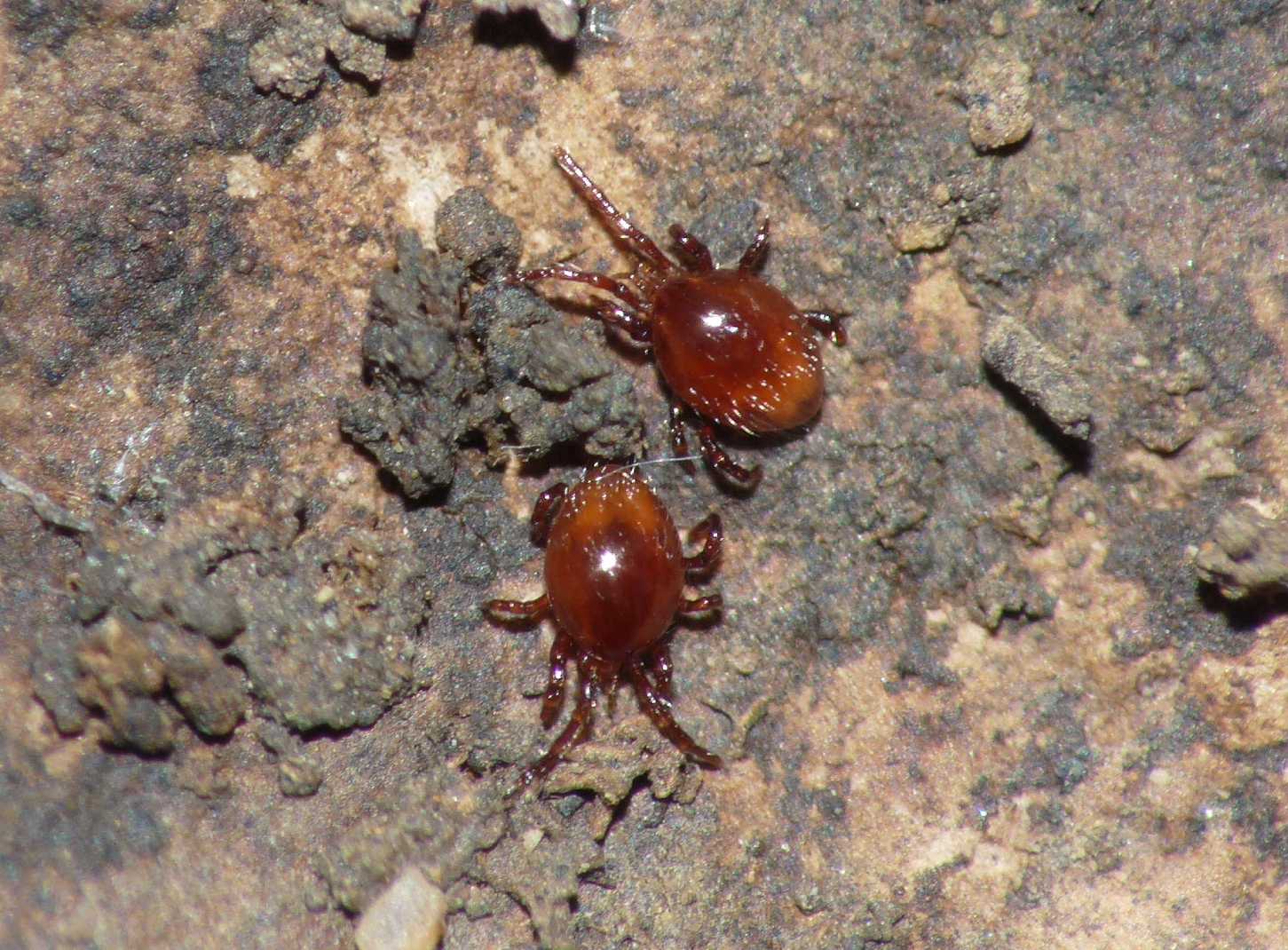 Formiche (Myrmica sp.) parassitate da acari